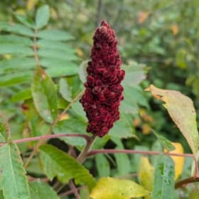 Staghorn Sumac - 2 item