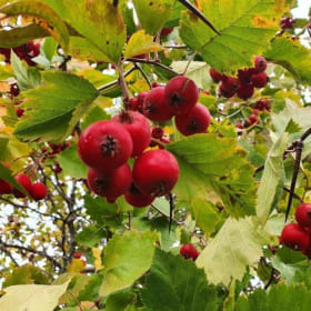 Washington Hawthorne - 2 item