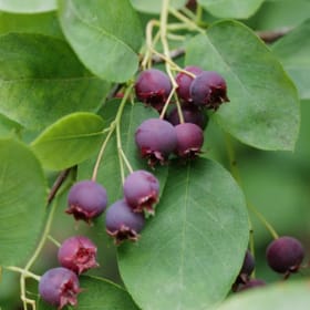 Saskatoon Serviceberry (Juneberry) - 2 item