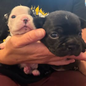 Puppy Gram Time 10 AM item