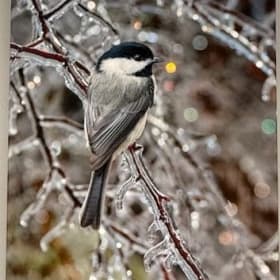 Carolina Chickadee & Ice Canvas Print item