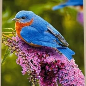 Eastern Bluebird & Butterfly Bush Canvas item