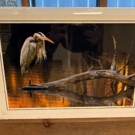 Print of a Great Blue Heron perched on a log item