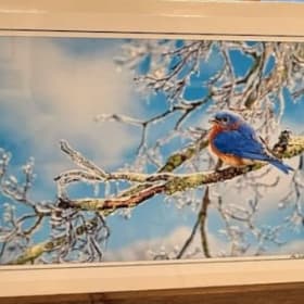 Eastern Bluebird perched on snowy branch print. item
