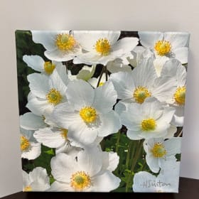 ]Canada Anemone item