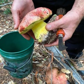 Foraging with Mike For up to 5 (valued at 870) item