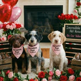 Puppy Love Delivery item