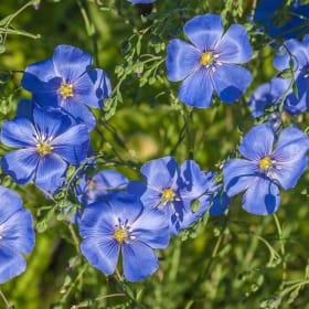 Native Polinator Flat item