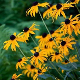 Bee Favorite Flat item