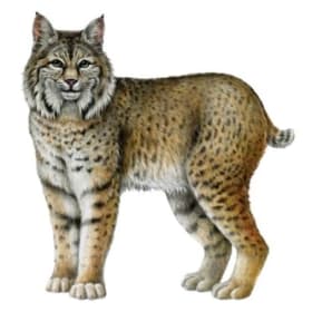 Bobcat Sponsorship item