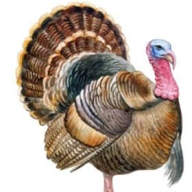 Turkey Sponsorship item