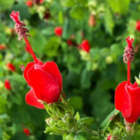 Turk's Cap item