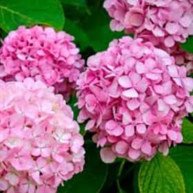 Hydrangea item