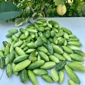 Ivy Gourd item