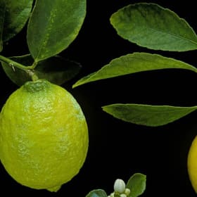 Lime, Persian - 3 gallon item