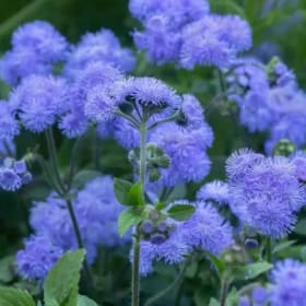 Ageratum Blue item