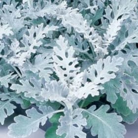Dusty Miller Silver item