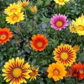 Gazania New Day item