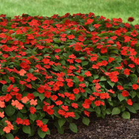 Impatiens Red item