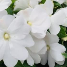 Impatiens White item