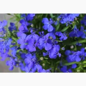 Lobelia Blue item