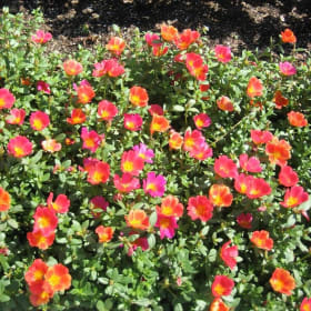 Portulaca Mix item