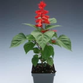 Salvia Red item