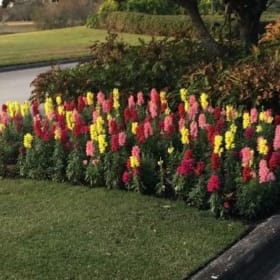 Snapdragons mix item