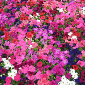 Petunia Mix item