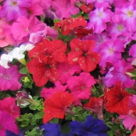 Petunia Red item