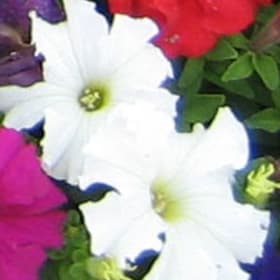 Petunia White item