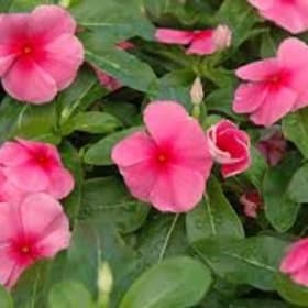 Vinca Rose item