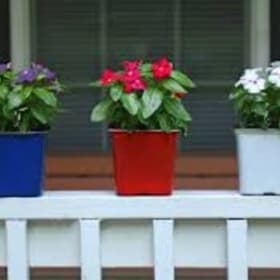Vinca Red White and Blue Mix item