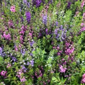 Angelonia Hanging Basket item