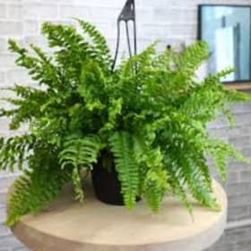 Boston Fern Hanging Basket item