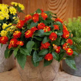 Lantana Hanging Basket item