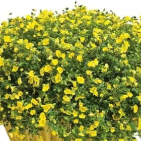 Mercardonia Hanging Basket item