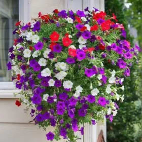 Petunia Cascading Hanging Basket item