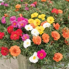 Portulaca Hanging Basket item
