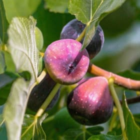 Fig, LSU Purple - 3 gallon item