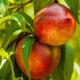 Nectarine, Panamint - 3 gallon item