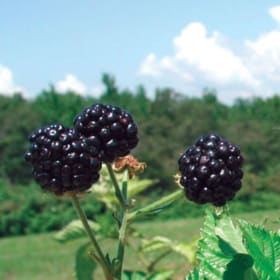 Blackberry, Prime Ark Freedom - 1 gallon item