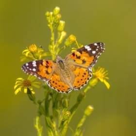1 - Painted Lady Larvae item