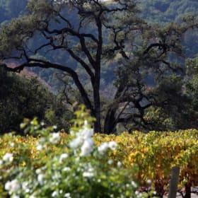 Dutcher Crossing Winery item