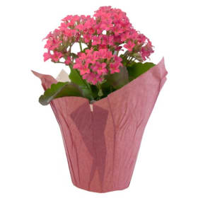 6’ Kalanchoe 長壽花 item