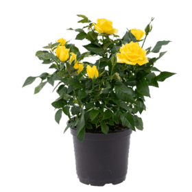 6" Roses 玫瑰 item