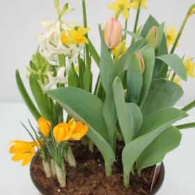 7” Mixed Bulb Pan 繽紛球根組合 item