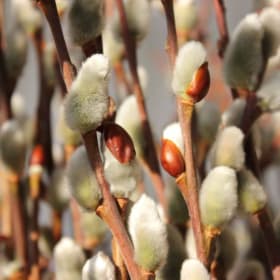 Puss Willow (80 cm) (10 stems) 銀柳 (10⽀) item