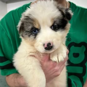 1 hour Puppy gram item