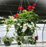 12” Hanging Basket item